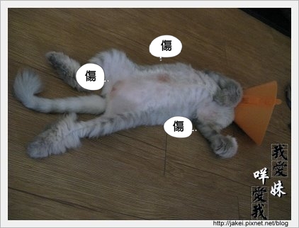 憂鬱的貓 05.jpg 憂鬱的貓 05.jpg