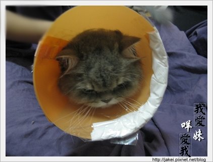 憂鬱的貓 09.jpg 憂鬱的貓 09.jpg