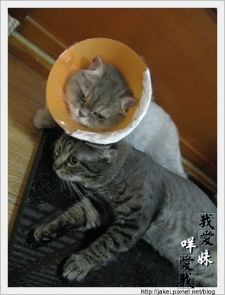 憂鬱的貓 10.jpg 憂鬱的貓 10.jpg