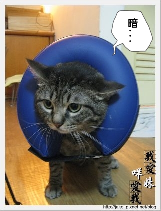 憂鬱的貓 19.jpg 憂鬱的貓 19.jpg