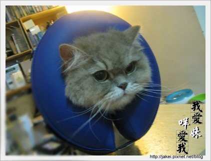 憂鬱的貓 22.jpg 憂鬱的貓 22.jpg
