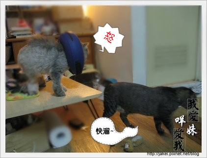 憂鬱的貓 23.jpg 憂鬱的貓 23.jpg