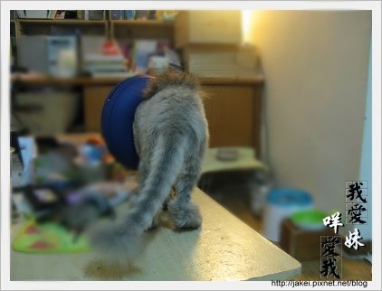 憂鬱的貓 24.jpg 憂鬱的貓 24.jpg