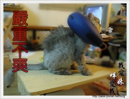 憂鬱的貓 25.jpg 憂鬱的貓 25.jpg