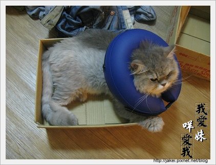 憂鬱的貓 26.jpg 憂鬱的貓 26.jpg