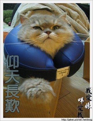 憂鬱的貓 27.jpg 憂鬱的貓 27.jpg