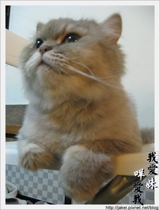 憂鬱的貓 29.jpg 憂鬱的貓 29.jpg