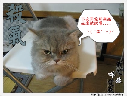 憂鬱的貓 30.jpg 憂鬱的貓 30.jpg