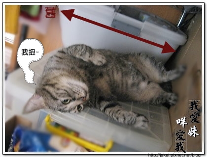 貓盆 6.jpg