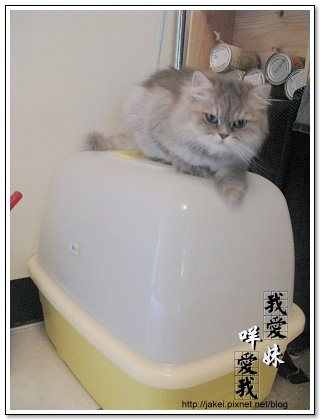 貓盆 7.jpg