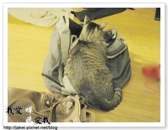 暖暖貓 02.jpg