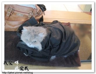 暖暖貓 03.jpg