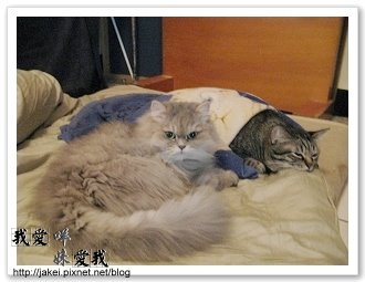 暖暖貓 04.jpg