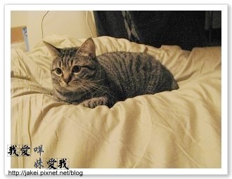 暖暖貓 06.jpg