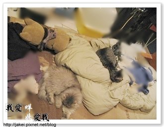 暖暖貓 07.jpg