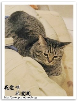 暖暖貓 08.jpg