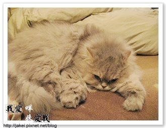 暖暖貓 09.jpg