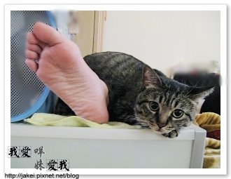 暖暖貓 10.jpg