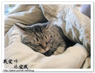 暖暖貓 16.jpg