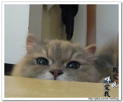 2009-05-17 奢侈安格斯 6.jpg 2009-05-17 奢侈安格斯 6.jpg