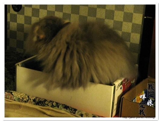 20100102 紙箱貓屋 01.jpg