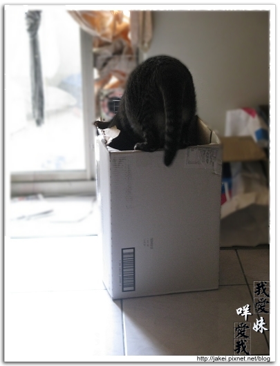 20100102 紙箱貓屋 02.jpg