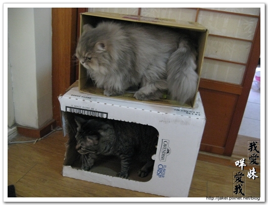 20100102 紙箱貓屋 04.jpg