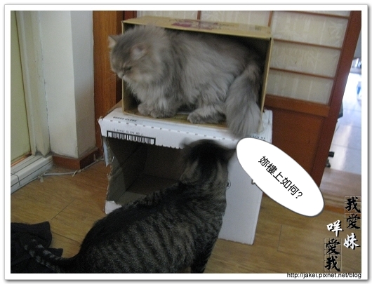 20100102 紙箱貓屋 05.jpg