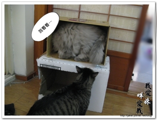 20100102 紙箱貓屋 06.jpg