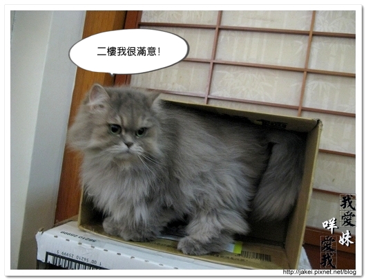 20100102 紙箱貓屋 07.jpg