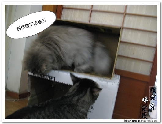 20100102 紙箱貓屋 08.jpg