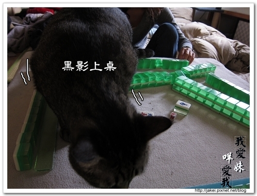 麻將貓 01.jpg