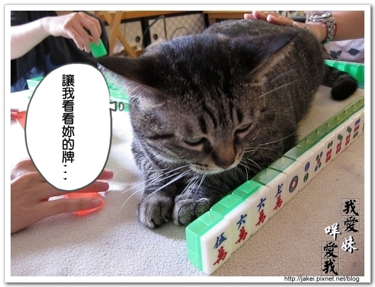 麻將貓 05.jpg