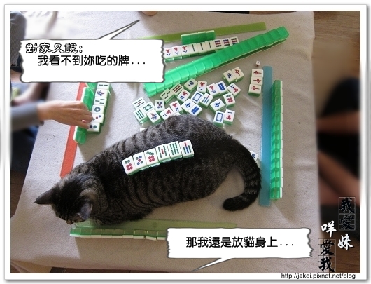 麻將貓 11.jpg