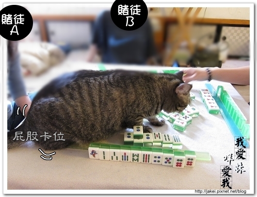 麻將貓 12.jpg