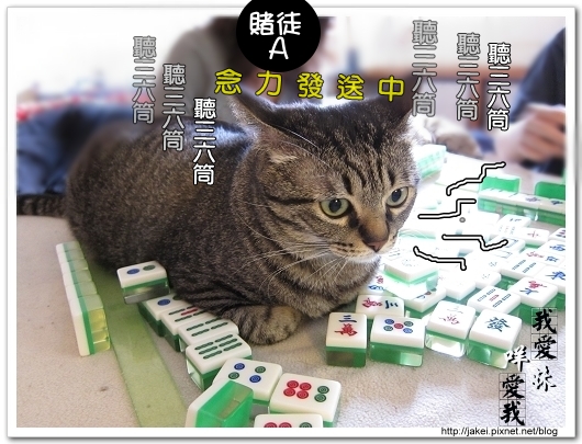 麻將貓 14.jpg