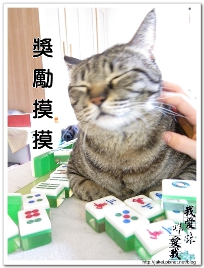 麻將貓 15.jpg