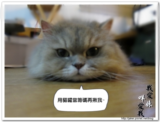 麻將貓 19.jpg