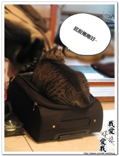 100108 行李箱很搶手 01.jpg