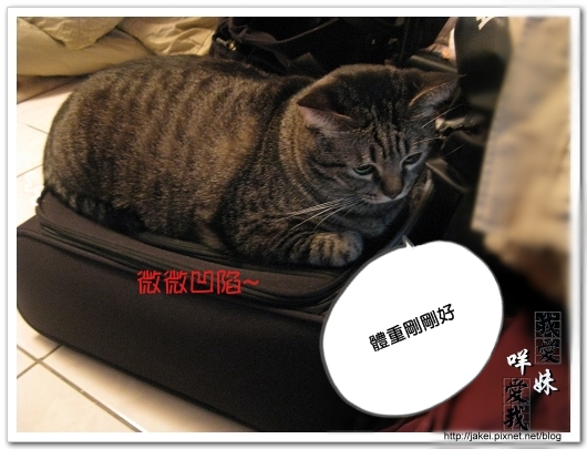 100108 行李箱很搶手 02.jpg