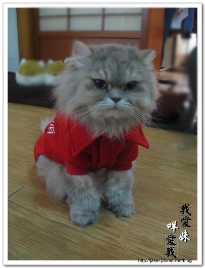 100207 消防貓 08.jpg