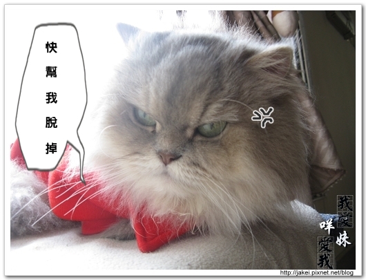 100207 消防貓 10.jpg