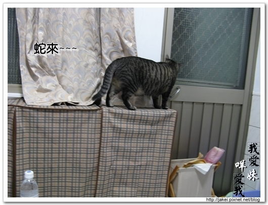 2010 過年_4034.jpg
