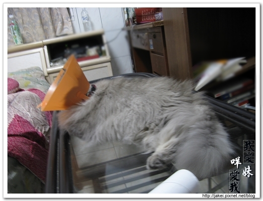 2010 過年_4064.jpg