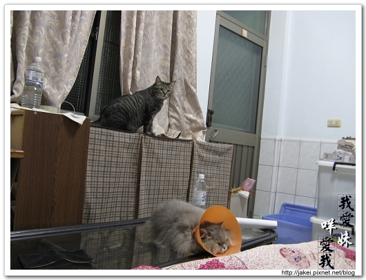 2010 過年_4079.jpg