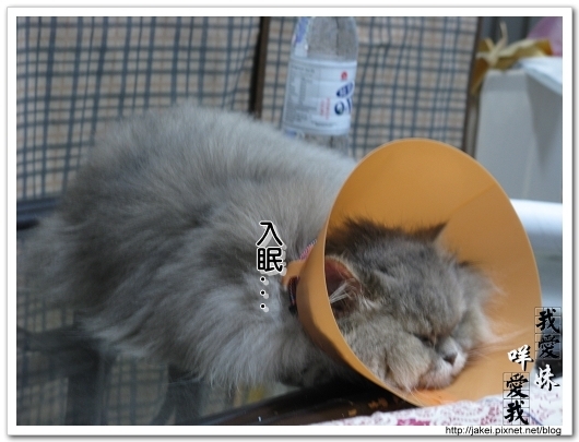 2010 過年_4088.jpg