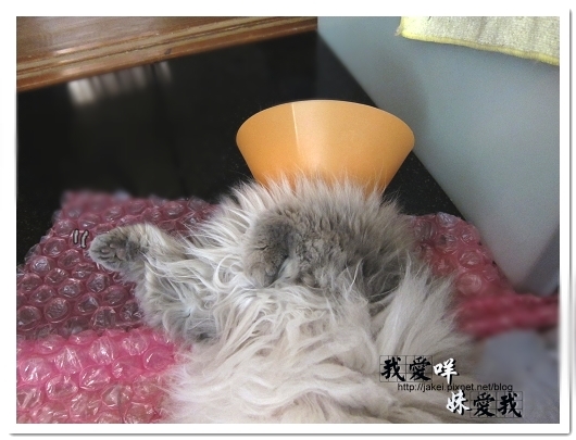 100307 超大氣泡墊 03.jpg