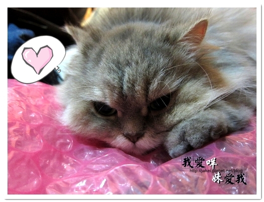 100307 超大氣泡墊 05.jpg