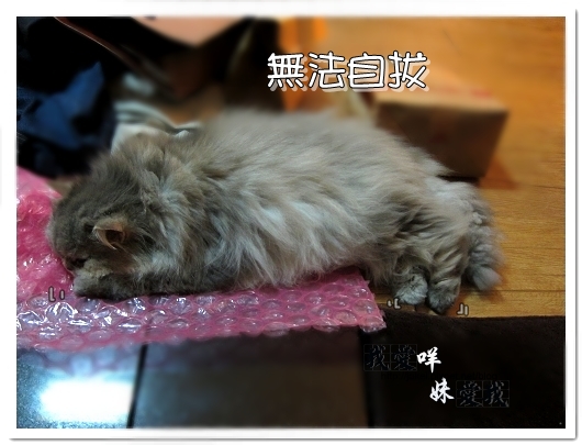 100307 超大氣泡墊 06.jpg