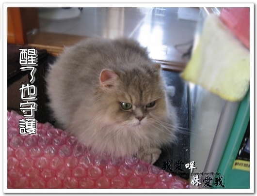 100307 超大氣泡墊 08.jpg